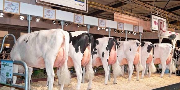 Concours Hollandais « Kijk op de Koe »