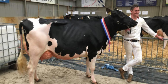 Corrie 330 fille de Maliki Concours Zuid Nederlandse Wintershow