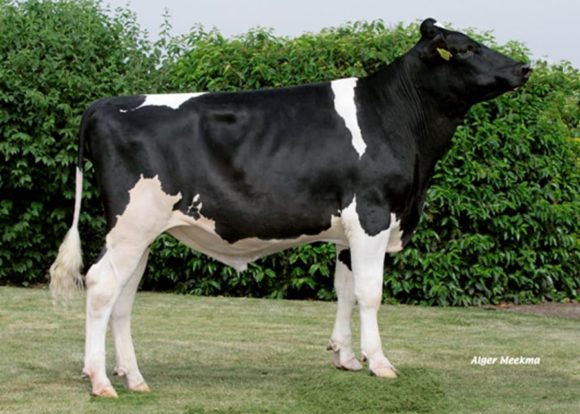 Taureaux Holstein Noir ALBIORIX